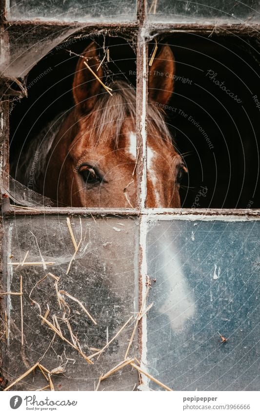 Pferd hinter einem Fenster in einem Pferdestall Tier Bauernhof Stall stallung Freizeit & Hobby Stute Mähne Hengst Ranch Säugetier Reiten reitstall Kopf braun