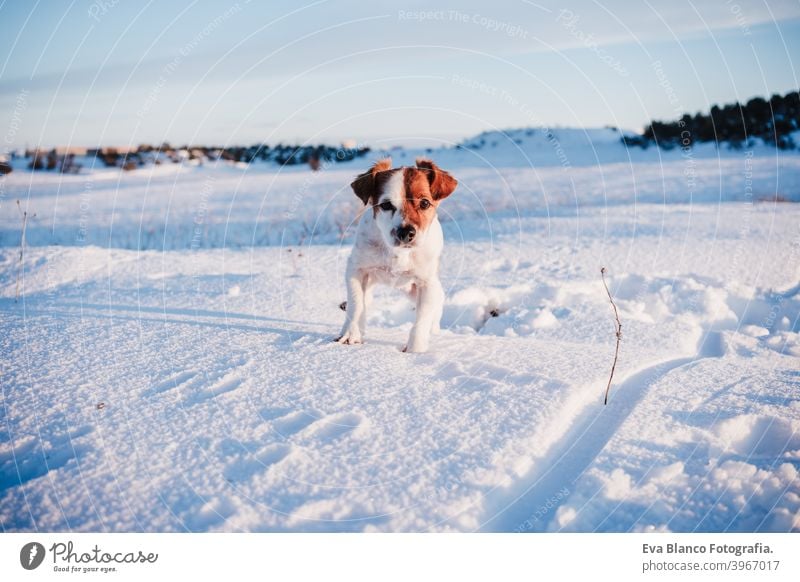 niedlichen Jack Russell Hund in verschneiten Berg bei Sonnenuntergang. Haustiere in der Natur, Wintersaison jack russell Berge u. Gebirge Schnee niemand sonnig