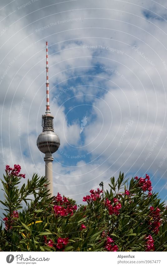 Berliner Pflanze Fernsehturm Berliner Fernsehturm Himmel Wahrzeichen Hauptstadt Architektur Alexanderplatz Turm Stadt Stadtzentrum Sehenswürdigkeit Berlin-Mitte