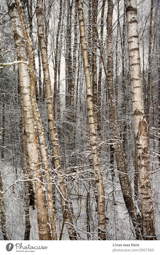 Es ist Winter und diese Birken haben mit Schnee und kalten Temperaturen zu kämpfen. Dennoch wird die zeitlose Natur definitiv mit den Schneestürmen des Winters fertig. Malerische Bäume und wilde Natur.