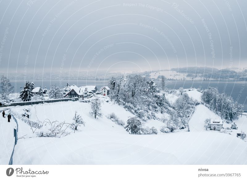 Rebberge im Winter Weinreben eingeschneit Schneelandschaft Landschaft Gedeckte Farben weiß klein Winterwetter trüb idyllisch wolkenverhangen Schweiz Kälte