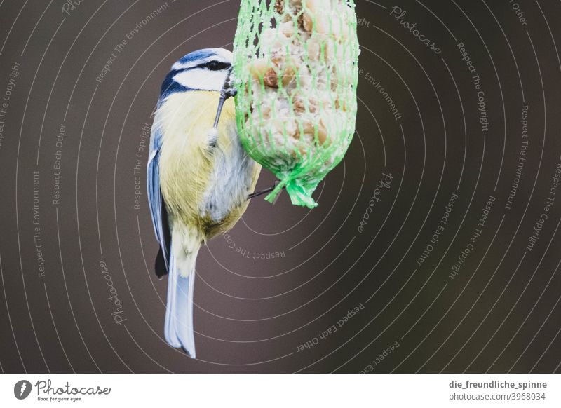 Blaumeise am Meisenknödel Vogel fliegen gelb Frühling Ast Tier Außenaufnahme Natur blau Feder Garten klein Nahaufnahme Winter Schnabel wild schön Tierwelt