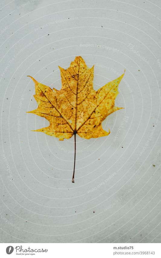 Kanadisches Ahornblatt #Winter #Blatt #Kanada #Schnee #Natur #outdoors #gelbesBlatt #kalt weiß kalte Jahreszeit