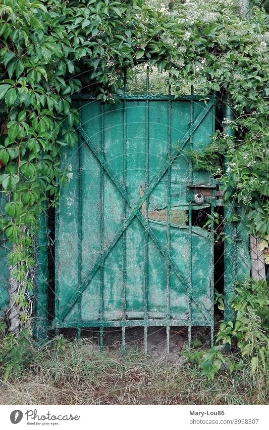 Mit Efeu umrankte grüne Tür Gartentür Tor Schloss verschlossen alt kaputt Natur Pflanzen geschlossen Menschenleer Außenaufnahme draußen Strukturen & Formen