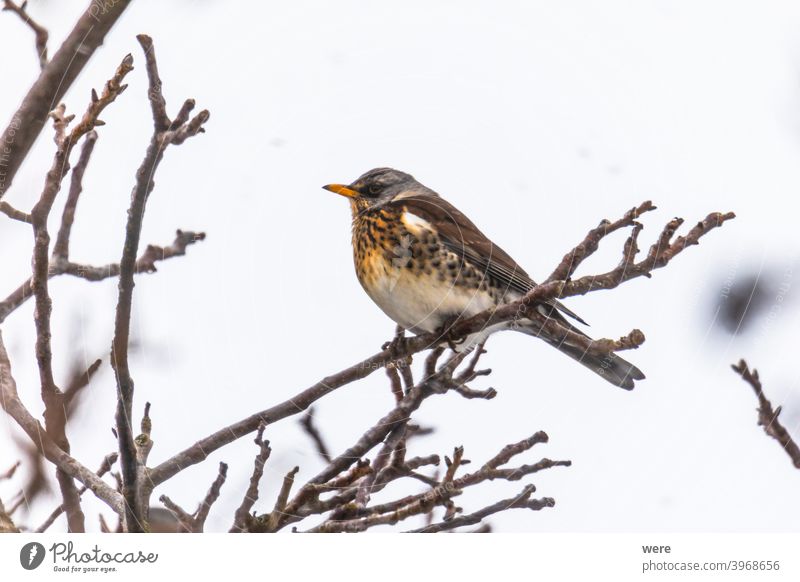 Wacholderdrossel auf einem Ast im Winter mit leichtem Schneefall Tier Schönheit in der Natur Vogel kalt Textfreiraum Federn Fliege leichter Schneefall niemand