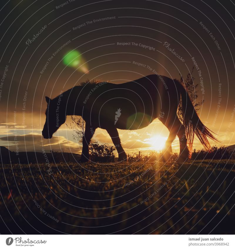 Pferd und Sonnenuntergang auf der Wiese Silhouette Sonnenlicht Tier Tiermotive wild Natur niedlich Schönheit elegant wildes Leben Tierwelt ländlich