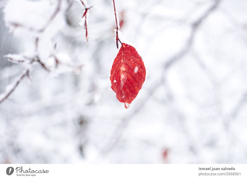 Schnee auf dem roten Blatt in der Wintersaison, verschneite Tage Niederlassungen Blätter Natur natürlich texturiert Zerbrechlichkeit Frost gefroren frostig weiß