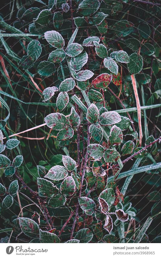 gefrorene grüne Pflanzenblätter in der Wintersaison, kalte Tage Gras Blatt Blätter Frost frostig Eis Natur natürlich Laubwerk texturiert Frische im Freien