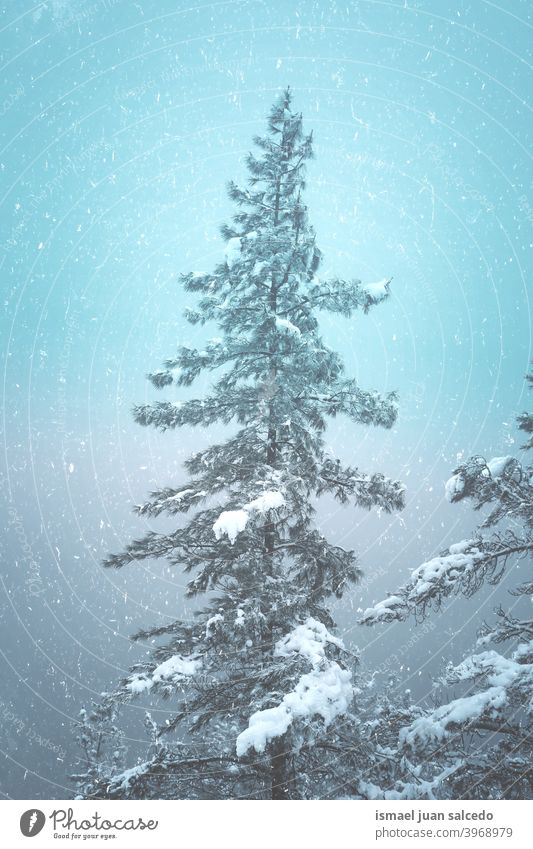 Schnee auf dem Tannenbaum in der Wintersaison, verschneite Tage Bäume Kiefer Schneefall Winterzeit kalt kalte Tage weiß Frost frostig gefroren Eis Schneeflocke