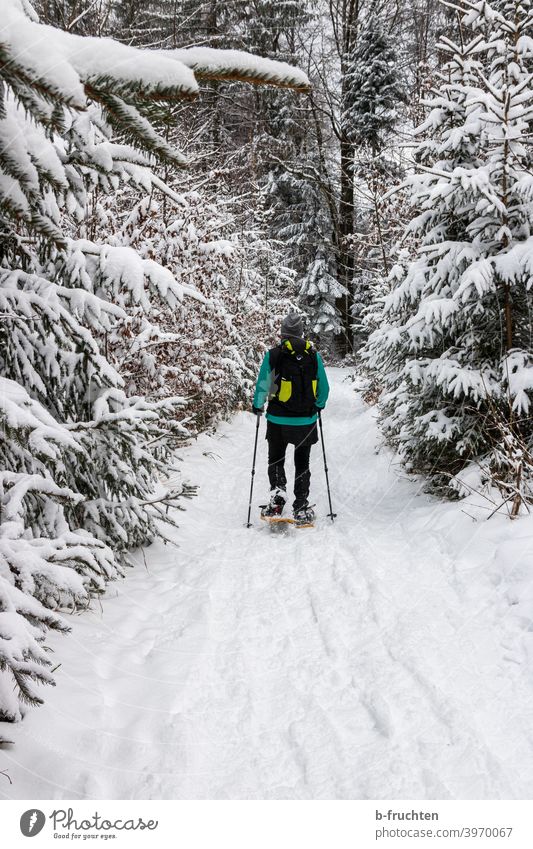 Schneeschuhwandern im Winterwald Schneeschuhe Wandern Person Frau Spuren Außenaufnahme Natur Wintersport Sport gehen Alpen Tag Freizeit & Hobby kalt