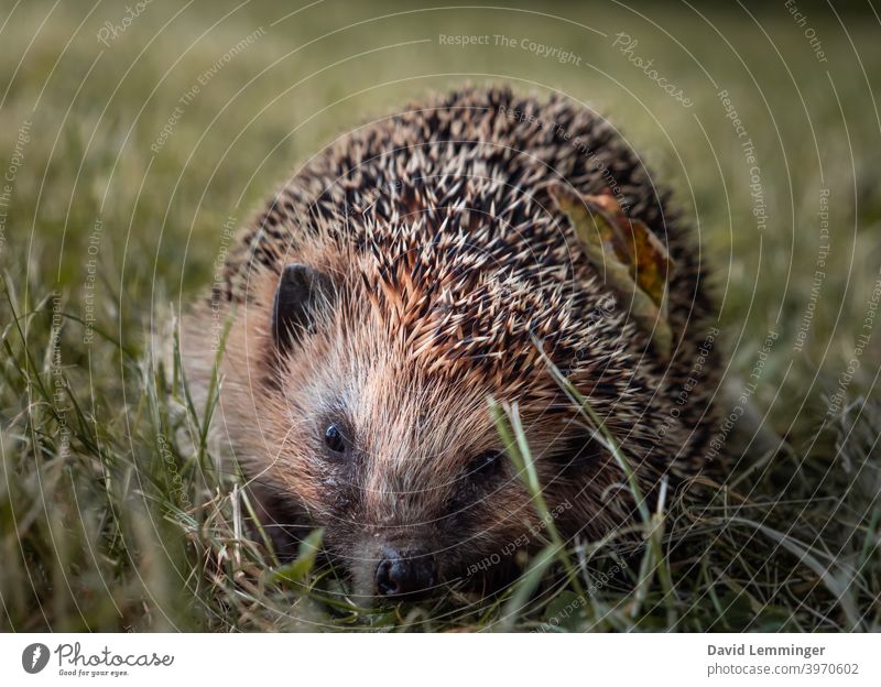 Ein wilder Igel sitzt im Gras Igelköpfe Igel-Baby Natur Tier Tierporträt Tiere niedlich süße Tiere Stimmung schön Wildtier Garten Säugetier Herbst Tierwelt