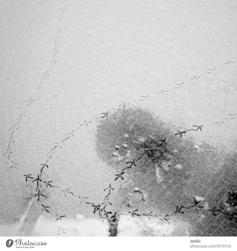 Tippeltappeltour Schwarzweißfoto Außenaufnahme Bilderrätsel See Eis Schnee kalt unten Spuren Wasseroberfläche Frost Landschaft Winter Schönes Wetter Natur