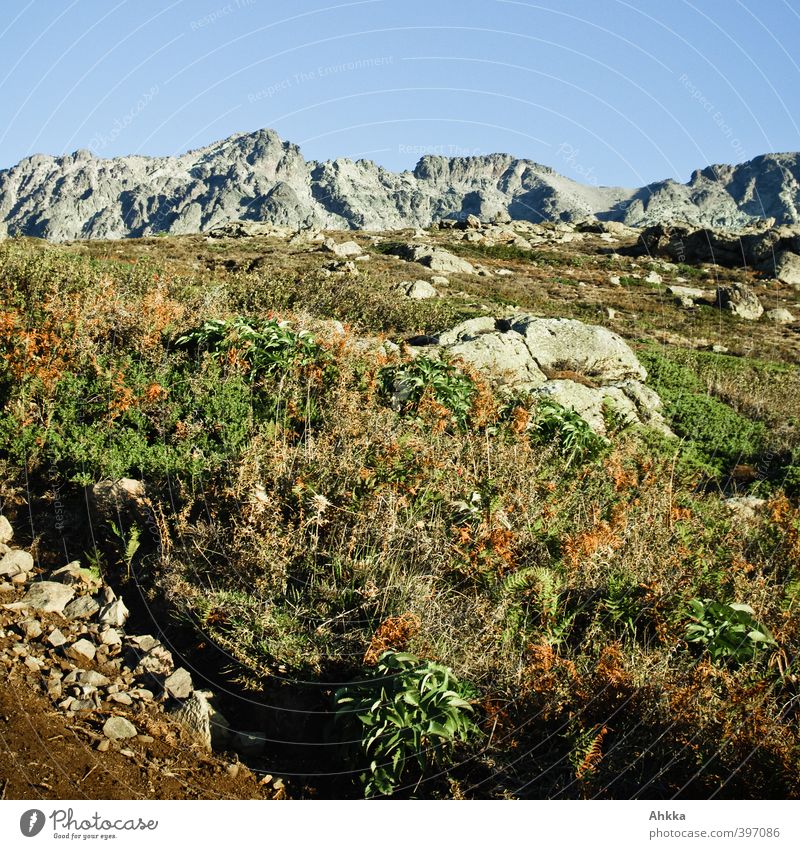 Bergflora in Korsika Ferien & Urlaub & Reisen Ausflug Ferne Freiheit Sommer Berge u. Gebirge wandern Natur Landschaft Pflanze Tier Erde Himmel