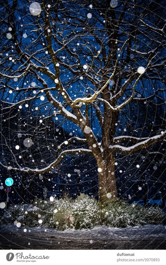 Nachtaufnahme von Baum bei Schneefall Schneeflocken beschneit Christbaum Licht Winter kalt Natur Menschenleer weiß Frost Wetter Landschaft schlechtes Wetter
