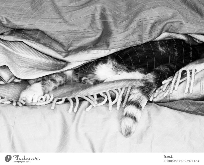 Einige Decken und ein bisschen Kater Tierporträt Haustier Fell getigert Haustiere liegen Katze Bett Wolldecke Schwanz Bettdecke