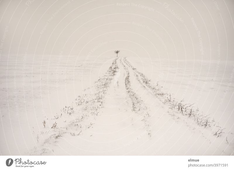 Der Weg ist das Ziel!  *1000* / Verschneiter Feldweg mit einem kleinen Baum am Horizont Schnee Winter weiß minimalistisch Ackerbau Landwirtschaft dörflich