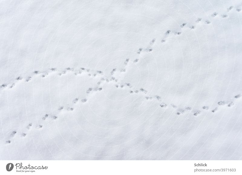 Unbekannte Spuren im Schnee kreuzen sich und zeichnen ein X-Chromosom Tier Tierspuren Schneefläche X-Cromosom weiches Licht Winter unbekannt Botschaft hell