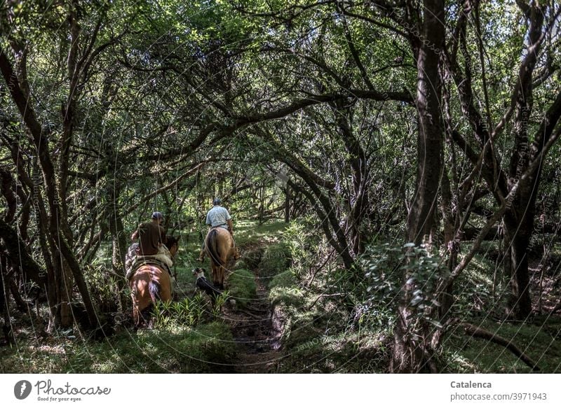 Zwei Reiter und Hund bahnen sich ihren Weg durch den dichten, schattigen Urwald Natur Flora Fauna Pflanze Bäume Gestrüpp Tiere Nutztiere Pferde reiten Pfad