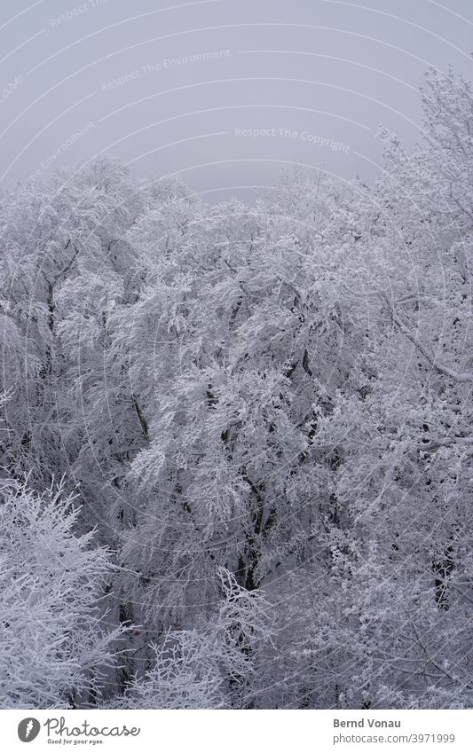 Schneewald Wald schnee Winter Baum kalt Natur Frost Landschaft Außenaufnahme weiß Umwelt Pflanze Wetter schlechtes Wetter Textfreiraum oben Klima Nebel
