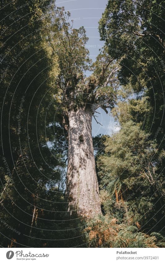 #AS# Kauri-Baum Kauri-Bäume Neuseeland Mammutbaum groß alt mächtig Natur Außenaufnahme Wald grün Pflanze Landschaft Farbfoto Tag Baumstamm einzigartig Riese