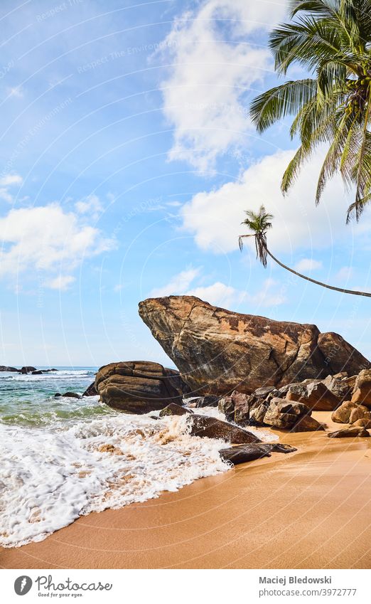 Tropischer Strand mit Felsen und Kokosnusspalmen an einem sonnigen Sommertag. Handfläche Natur tropisch Paradies friedlich Wasser schön MEER Insel exotisch
