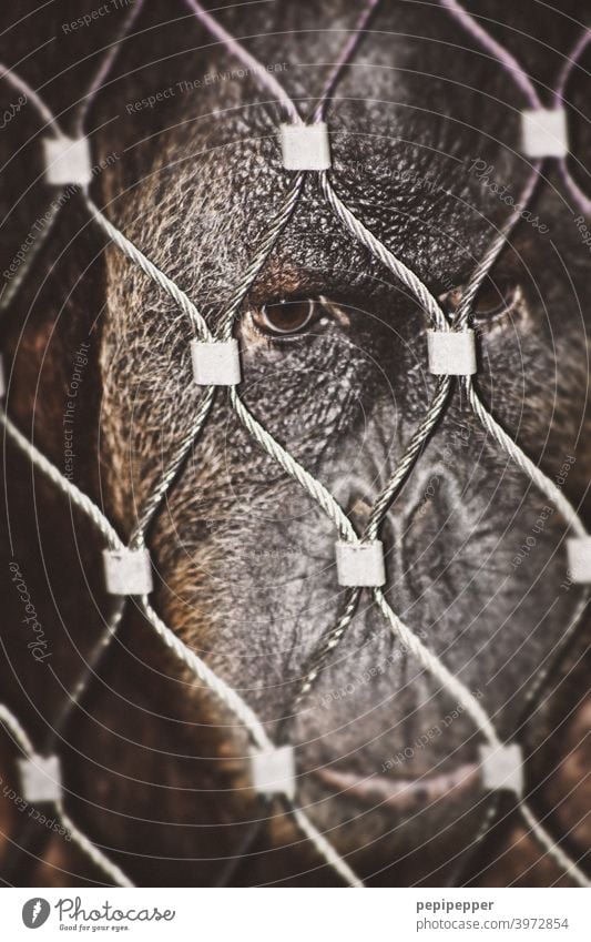 gefangen – ein Affe schaut sehr menschlich und traurig durch einen Stahlzaun Affen Gefangenschaft Gefangener Tier Zoo Säugetier Menschenaffen Tierporträt
