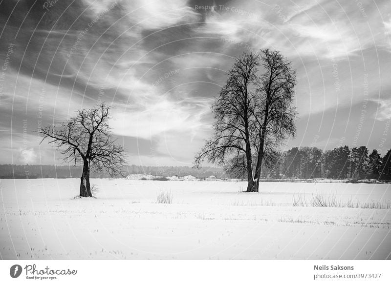 Baumfamilie im Winterschlaf unter dramatisch bewölktem Himmel Wintersonnenwende Winterlandschaft abstrakt allein schön Schönheit Wolken wolkig kalt
