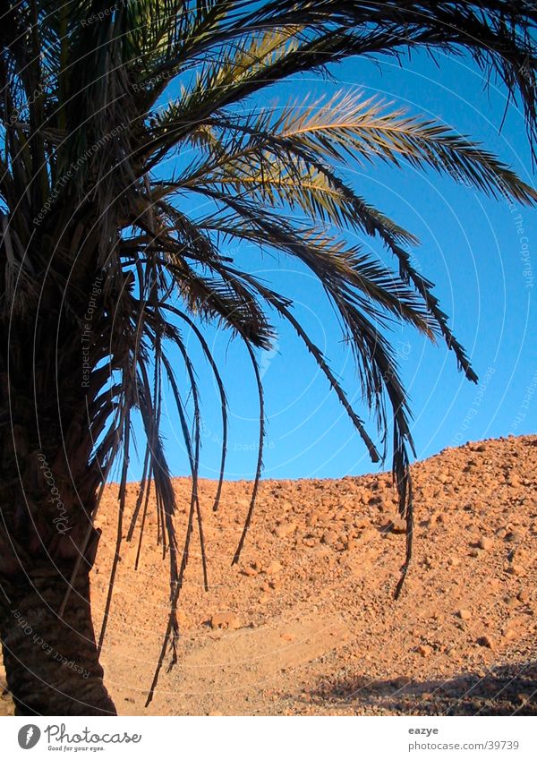 Palme Ägypten Ferien & Urlaub & Reisen Pflanze Wüste Berge u. Gebirge