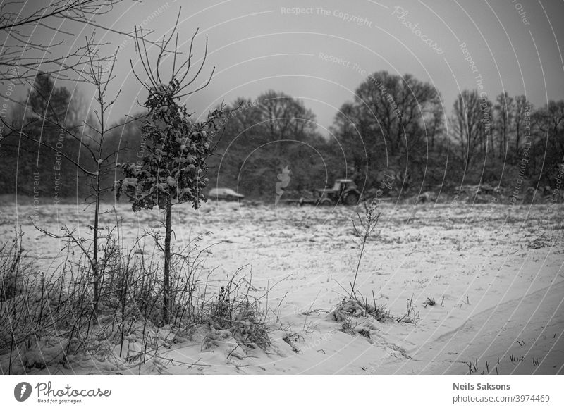 kleine Eiche mit trockenen Blättern in trüben Wintertag / und alten Vintage-Traktor im Hintergrund abstrakt erstaunlich schön Schönheit schwarz hell Kontrast