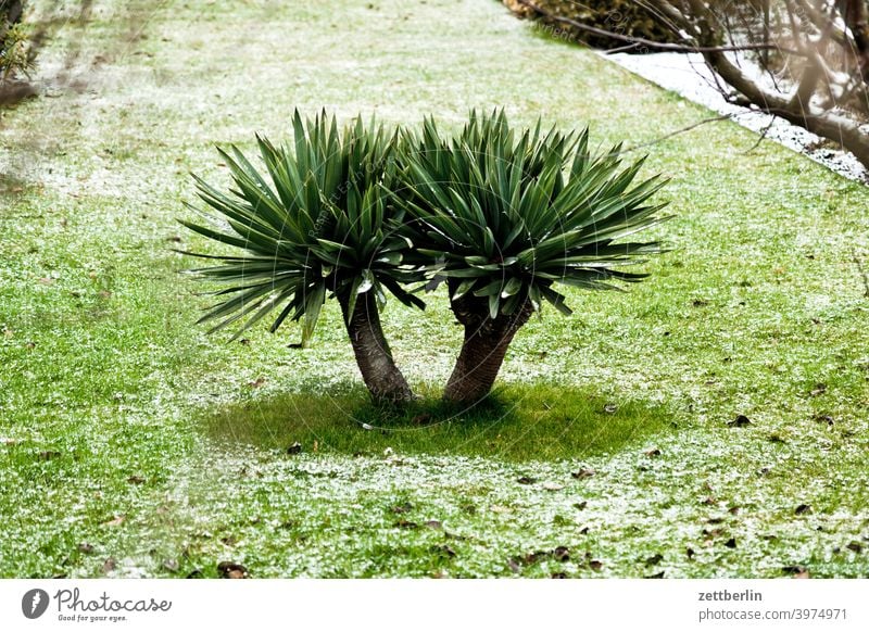 Palme mit Neuschnee ast baum erholung ferien garten gras kalt kleingarten kleingartenkolonie menschenleer natur neuschnee pflanze rasen ruhe schrebergarten