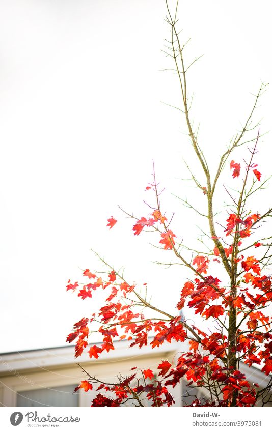 Laubbaum mit Roten Blättern Ahorn Herbst rot herbstlich Sonnenschein Sonnenlicht Platzhalter Ahornblatt Herbstfärbung Natur
