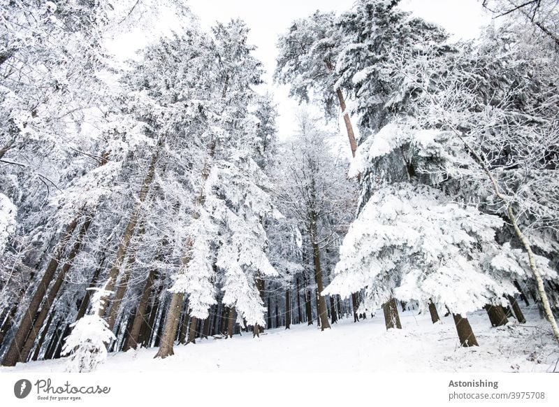 Eingeschneiter Wald eingeschneit Winter Landschaft weiß Schnee Himmel Boden Winterwald Nadelbaum Wetter Baumstämme Bäume Winterlandschaft kalt Natur Wintertag