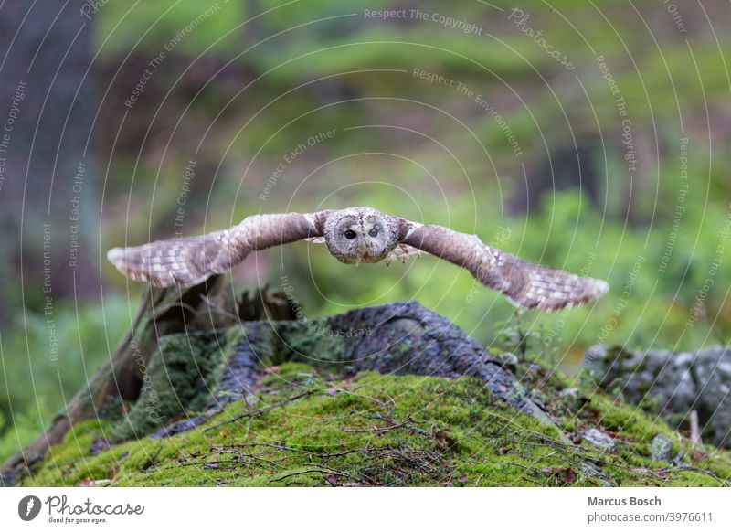 Waldkauz, Strix aluco, Tawny owl Eule Eulenvogel Flug Kauz Moos brown owl fliegen gruen owl birds strix tawny owl