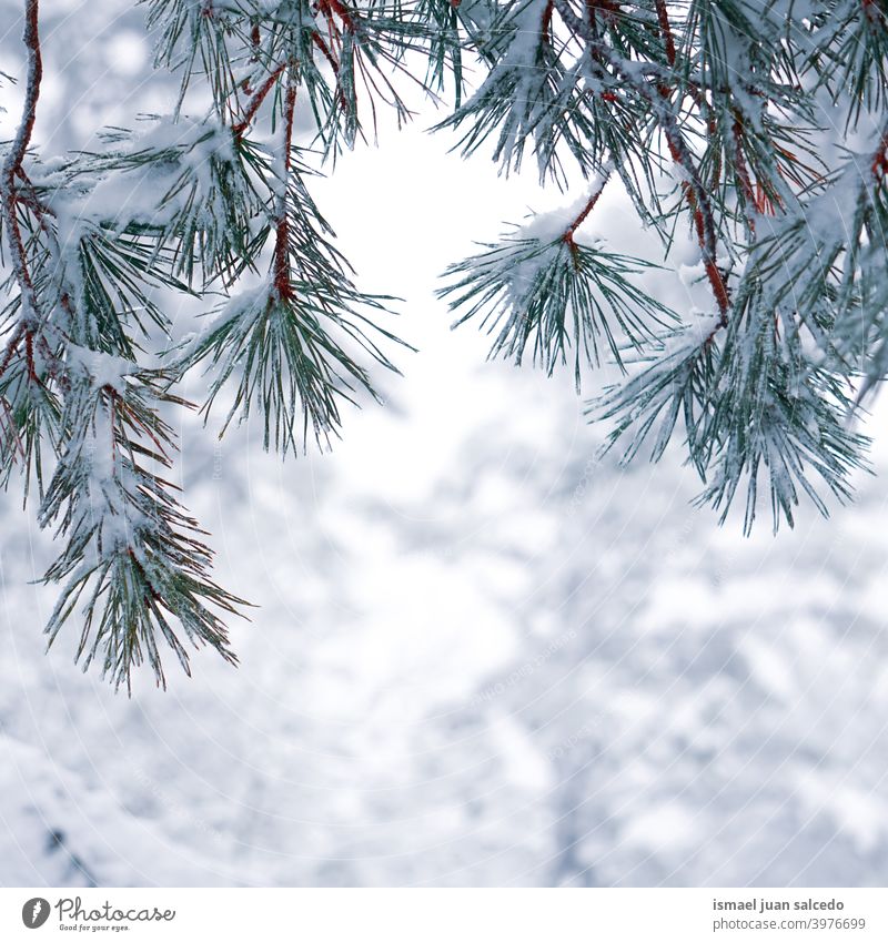 Schnee auf den Kiefernblättern in der Wintersaison, verschneite Tage Niederlassungen Blätter Blatt grün Eis Frost frostig gefroren weiß Natur texturiert