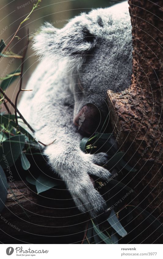 KOALA Bear Koala Zoo Tier Baum Bär