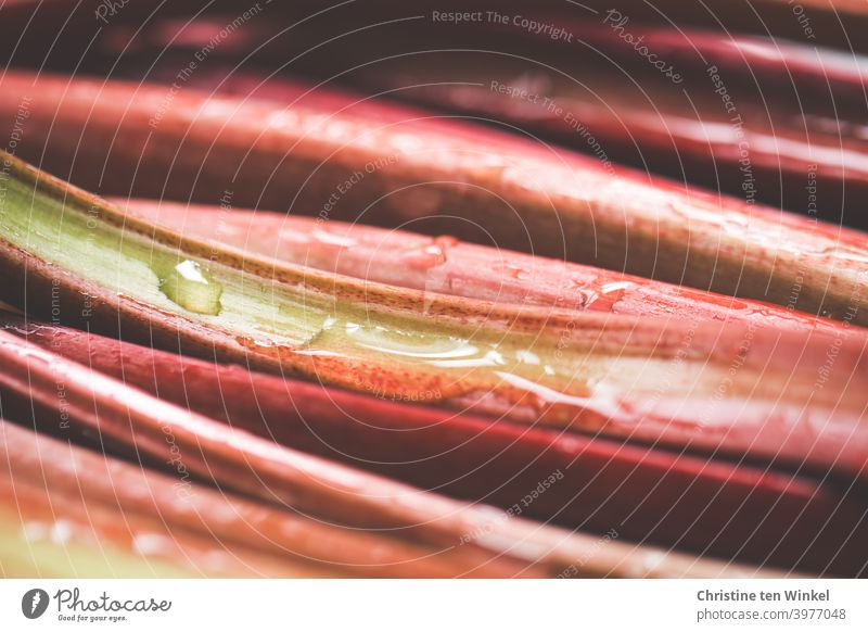 Rote gewaschene Rhabarberstangen liegen nah nebeneinander, Nahaufnahme mit schwacher Tiefenschärfe Ernährung Gesunde Ernährung frisch Vegetarische Ernährung