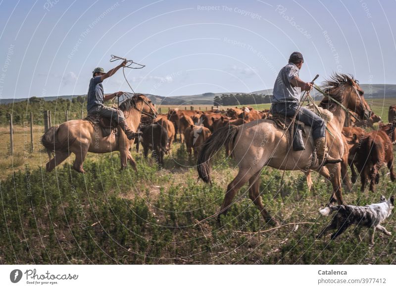 Beide Reiter und Hund treiben Rinderherde in die Gatterecke Kuhherde Lasso werfen Sommer Tiergruppe Tierhaltung Landwirtschaft Grasland Weide Fauna Flora Pferd