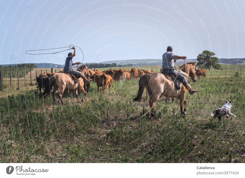 Zwei Reiter und Hund trennen mit dem Lasso ein Rind aus der Herde Sommer reiten Gaucho Farm Kuh Natur Tier Nutztier Pferd Tierhaltung Himmel Tageslicht Gras