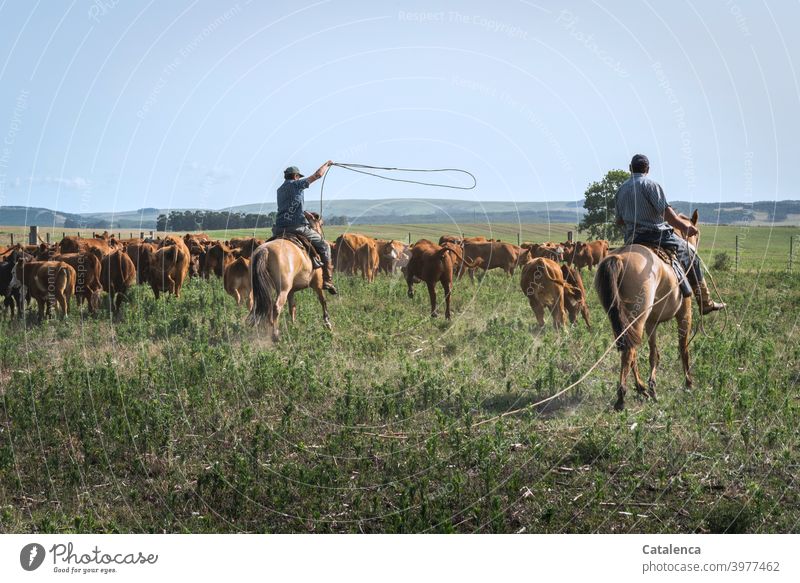 Die Kühe lassen sich nur schwer mit dem Lasso einfangen und gehen beiden Reitern aus dem Weg Tageslicht schönes Wetter Gras Wolken Himmel Horizont Kuh Nutztier