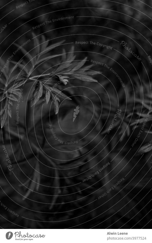 Schwarz-Weiß-Nahaufnahme von Blättern schwarz weiß schwarz auf weiß schwarz-weiß Monochrom abstrakt Blatt Muster Licht Schatten schön Kunst künstlerisch Pflanze