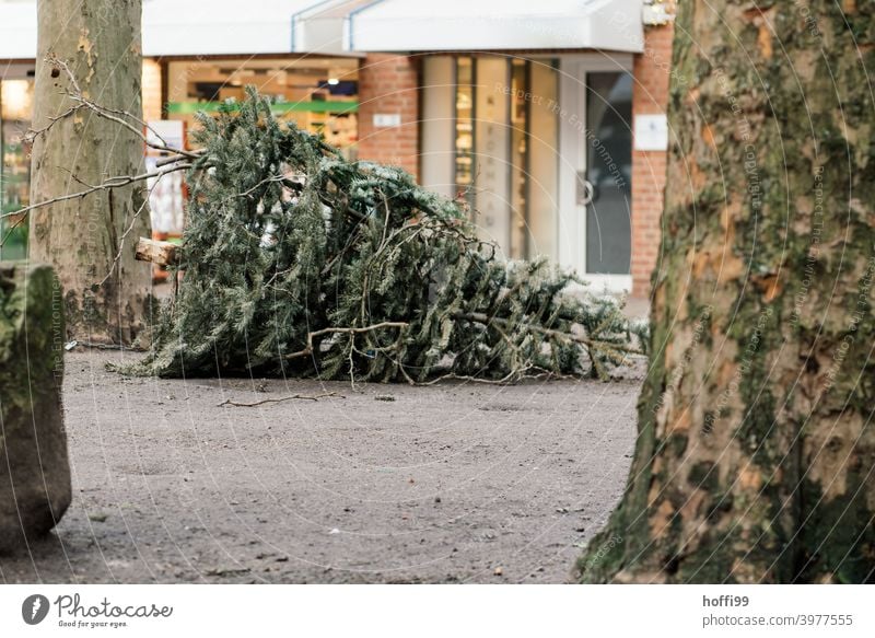 der ausgediente Tannenbaum wartet auf seine Entsorgung Weihnachtsbaum Baum Einsamkeit alt Saison traurig Recycling wiederverwerten Kiefer Bürgersteig Nadel