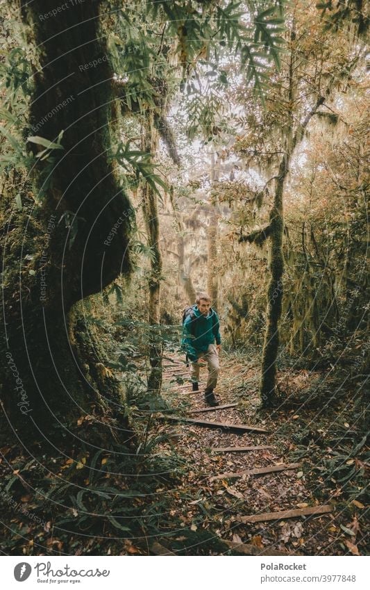 #AS# wanderer Regenwald tropisch Wald Bäume Moos mystisch Dschungel Nebel Abenteuer Menschenleer Natur grün Landschaft natürlich Laubwerk unberührt faszinierend