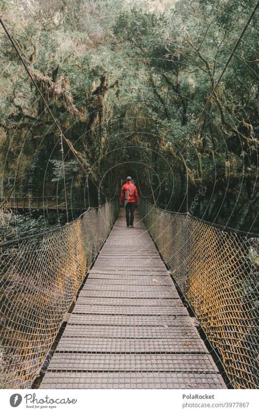 #AS# Hängebrücke für Abenteurer III Holz Urwald Urwaldriesen Farn Gräser Moos Abenteuer Natur Außenaufnahme Pflanze Neuseeland Farne Wege & Pfade abenteuerlust