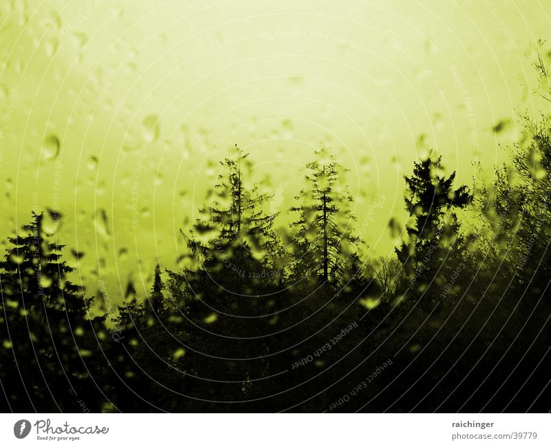 rainy day Baum Fenster Fensterscheibe Wassertropfen mystisch Regen Glas Verzerrung spukhaft