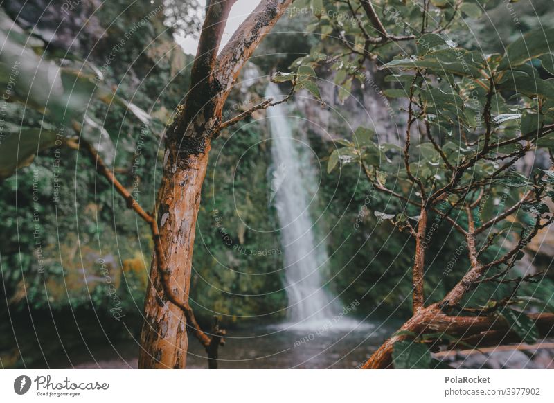 #AS# Dawson Falls Wasserfall Baum Natur Naturschutzgebiet Abenteuer Landschaft Außenaufnahme Menschenleer Zentralperspektive versteckt Neuseeland