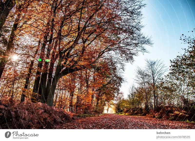 SONN(enherbst)TAG Herbstlandschaft Herbstwetter Blätter Herbstwald Sonnenstrahlen herbstspaziergang Himmel Blauer Himmel Idylle Herbstfärbung ruhig