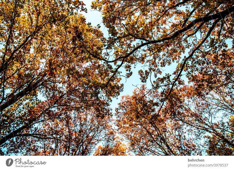 herbstlaubbäume Herbstlandschaft Herbstwetter Blätter Herbstwald herbstspaziergang Himmel Blauer Himmel Idylle Sonne Herbstfärbung herbstlich Herbststimmung