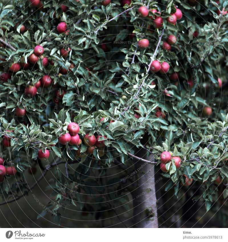 neulich im Paradies Baum Apfel Apfelbaum Frucht Erntezeit üppig erntereif saftig lebensmittel obst obstbaum