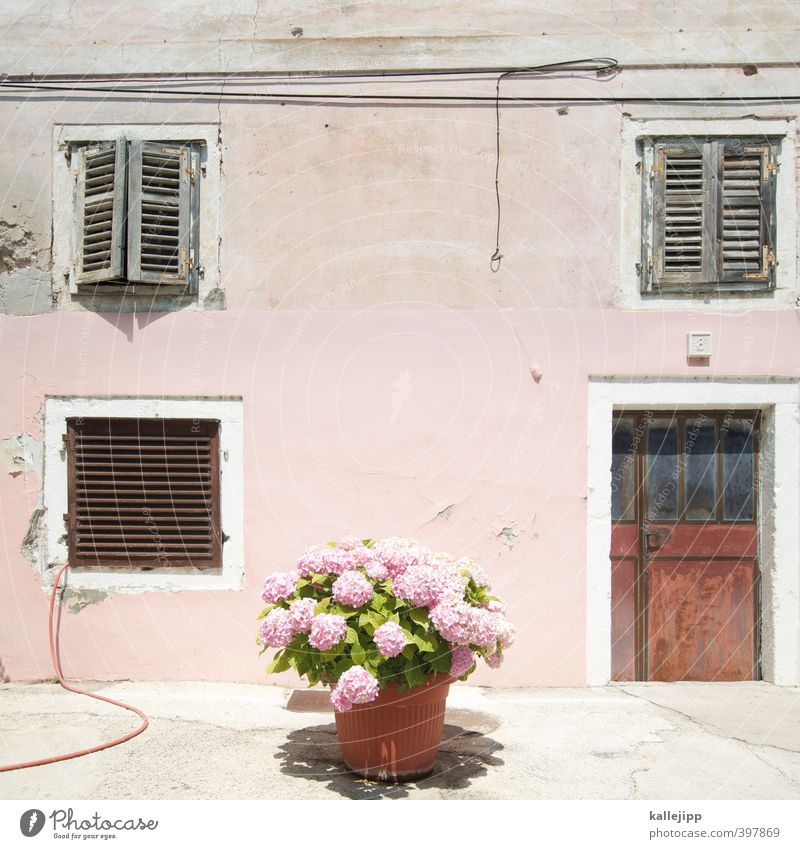 altrosa Pflanze Sommer Schönes Wetter Blume Blatt Blüte Topfpflanze Dorf Fischerdorf Kleinstadt Hortensie Haus Fensterladen Farbfoto Außenaufnahme Licht