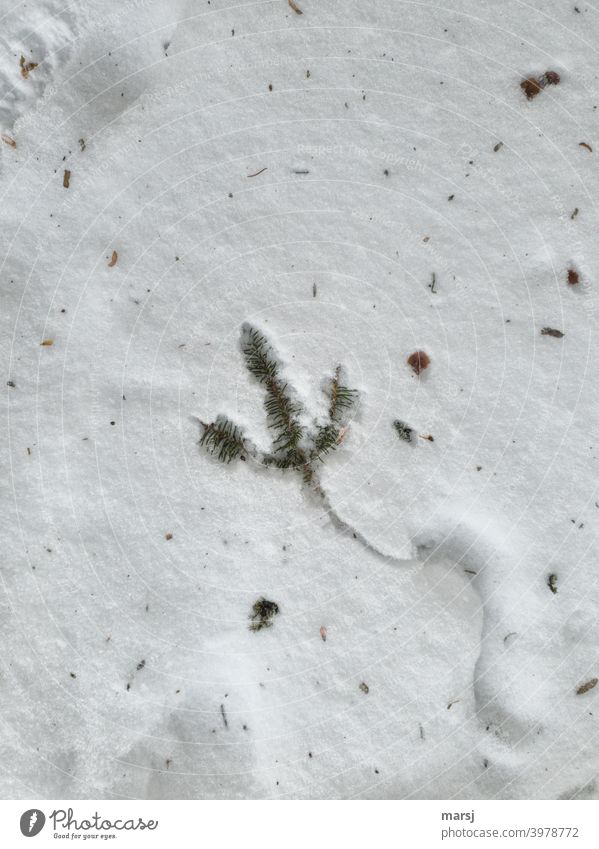 Fichtenzweig hat eine S-Spur gezogen und liegt nun im Schnee wellenförmig Spuren weiß Winter Schneespur winterlich Schneedecke kalt Nadeln Laub verschmutzt